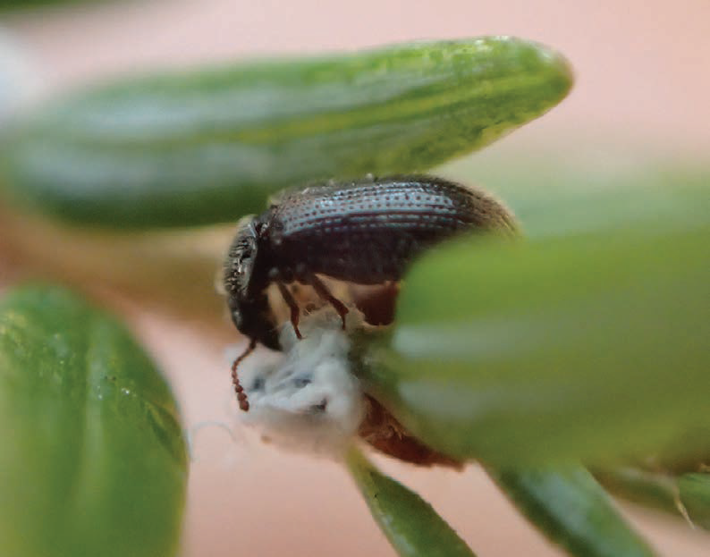 a black beetle on a green leaf