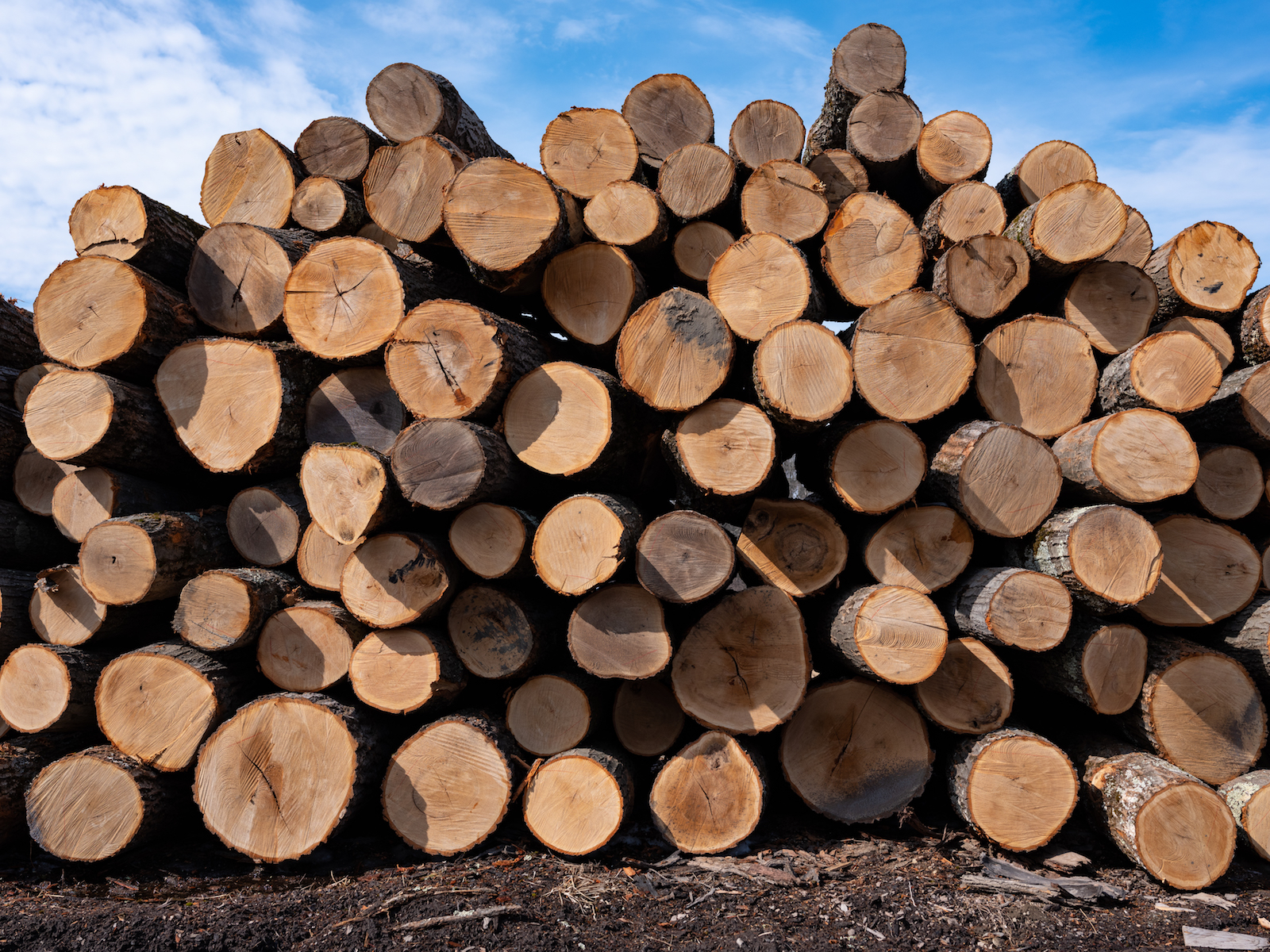 a big pile of maple logs as viewed from the cut end against a blue sky