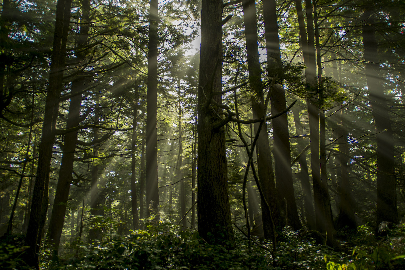 Sunrays breaking through the trees in the temperate