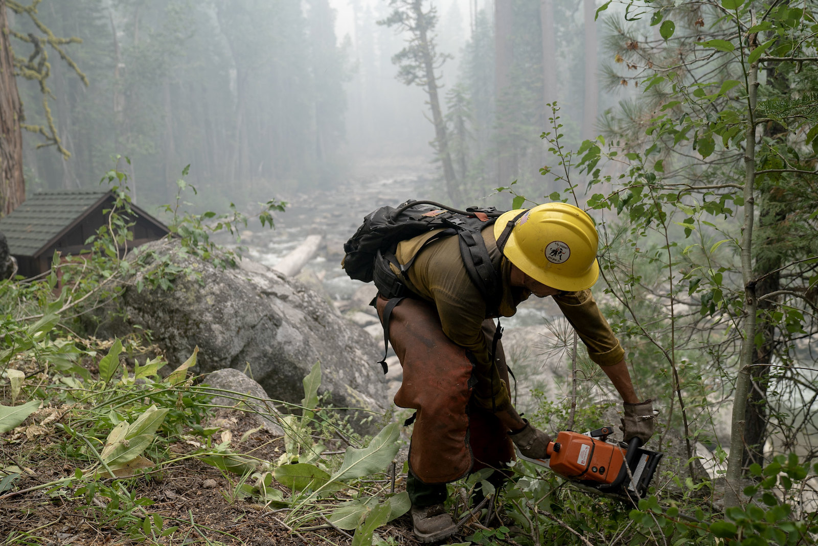 A person with a yellow hard had holds a chainsaw and clears out small green plants in a forest