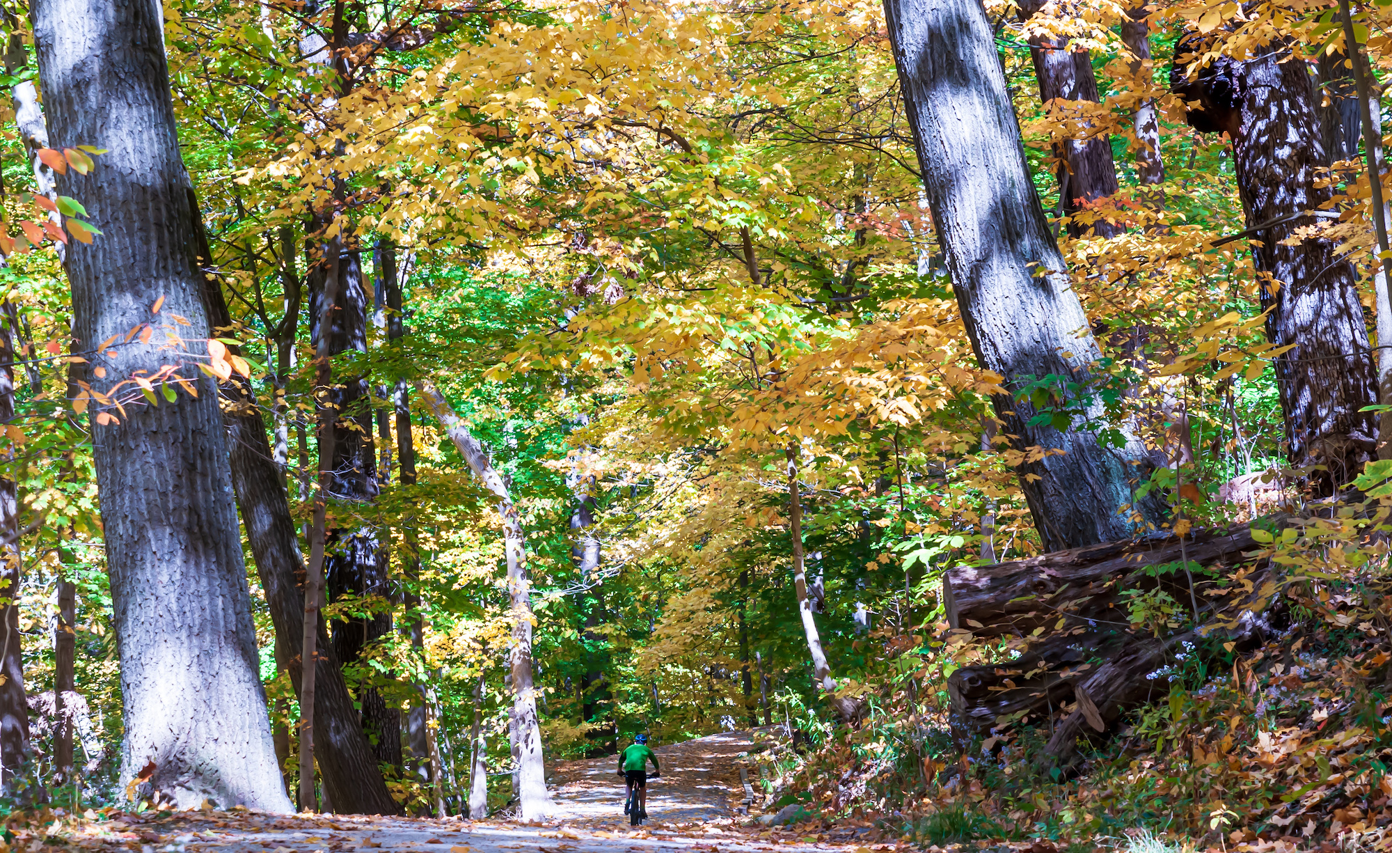 beautiful tall trees in yellow, red, and orange tower over a bike path with a rider on it