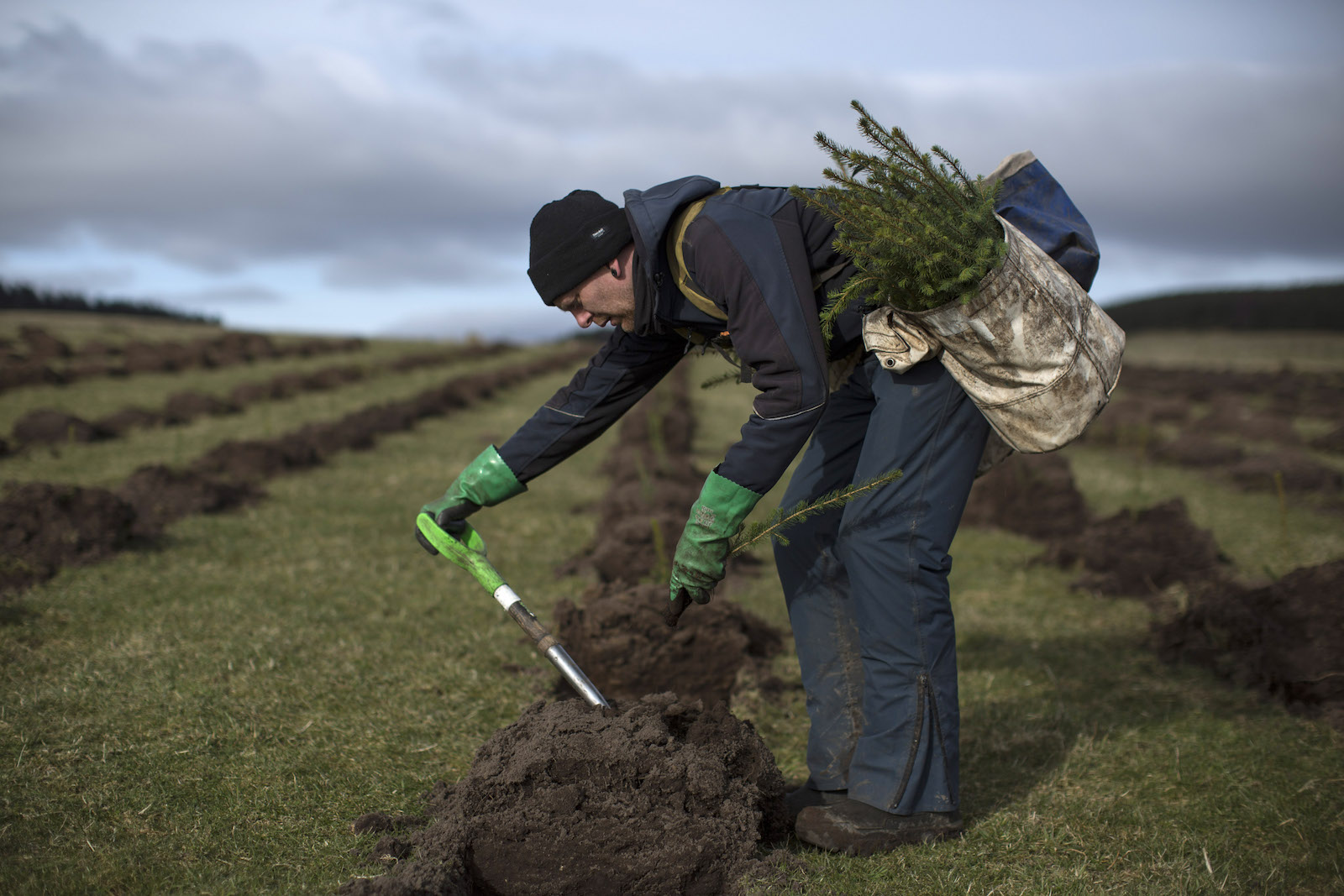 a man in a blue beanie leans over an area with overturned dirt. He carries a young tree in a bag. He is poking the dirt with a tool