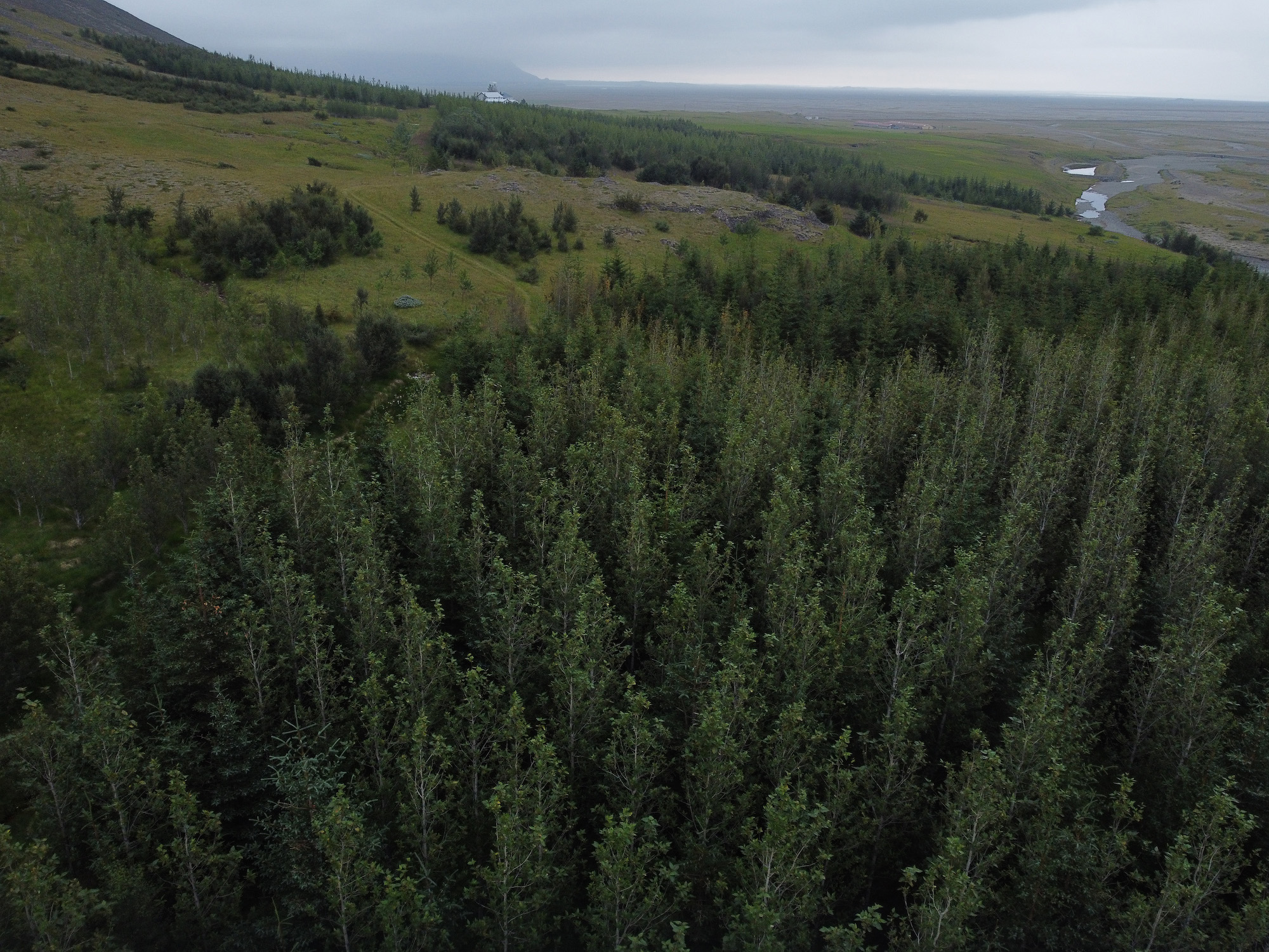 birch trees grow densely in an aerial shot with green hills