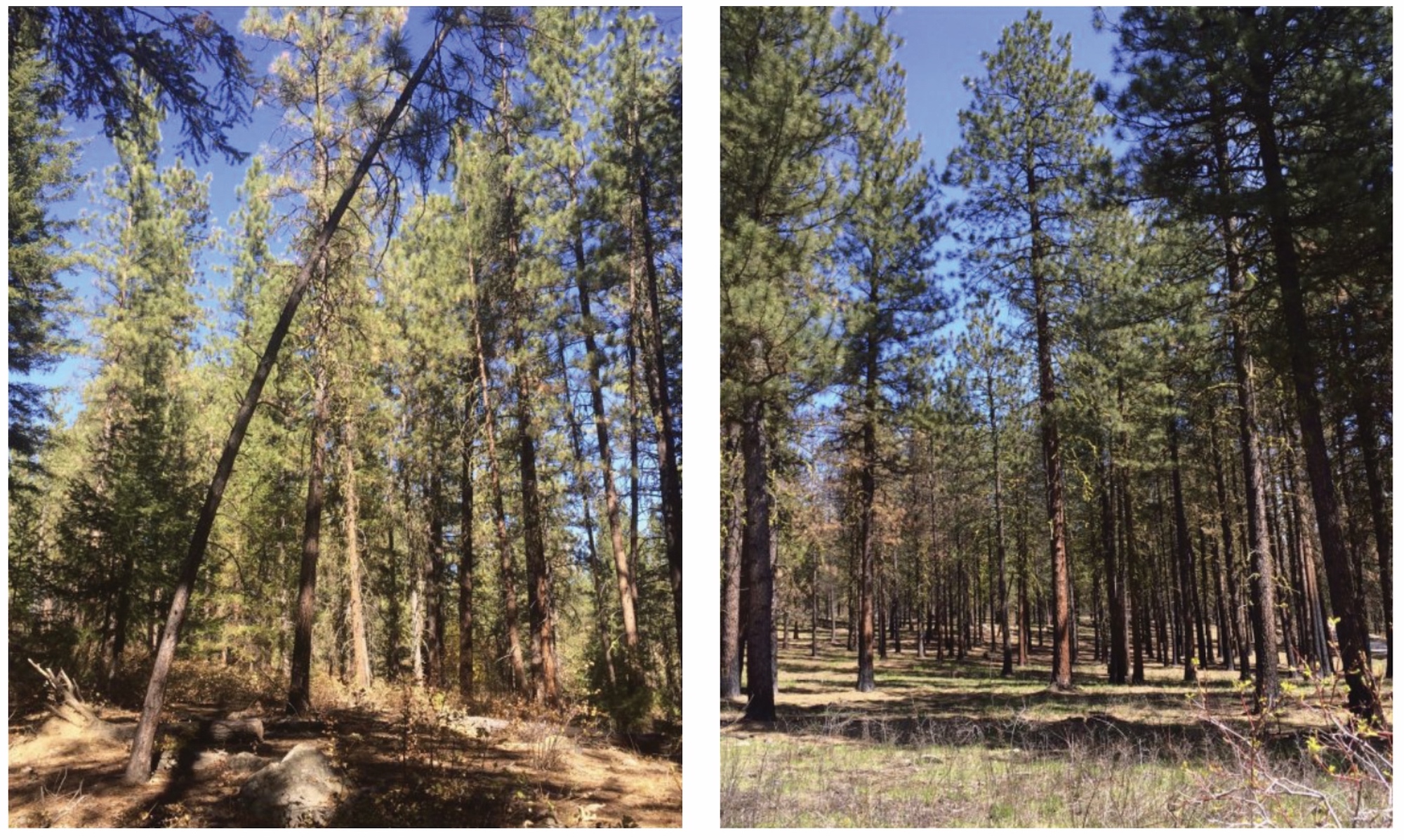 Two photos of the same location: on the left, a photo where smaller trees haven't been cleared off the landscape. On the right, a photo where they have. It's a forest and the sky is blue.