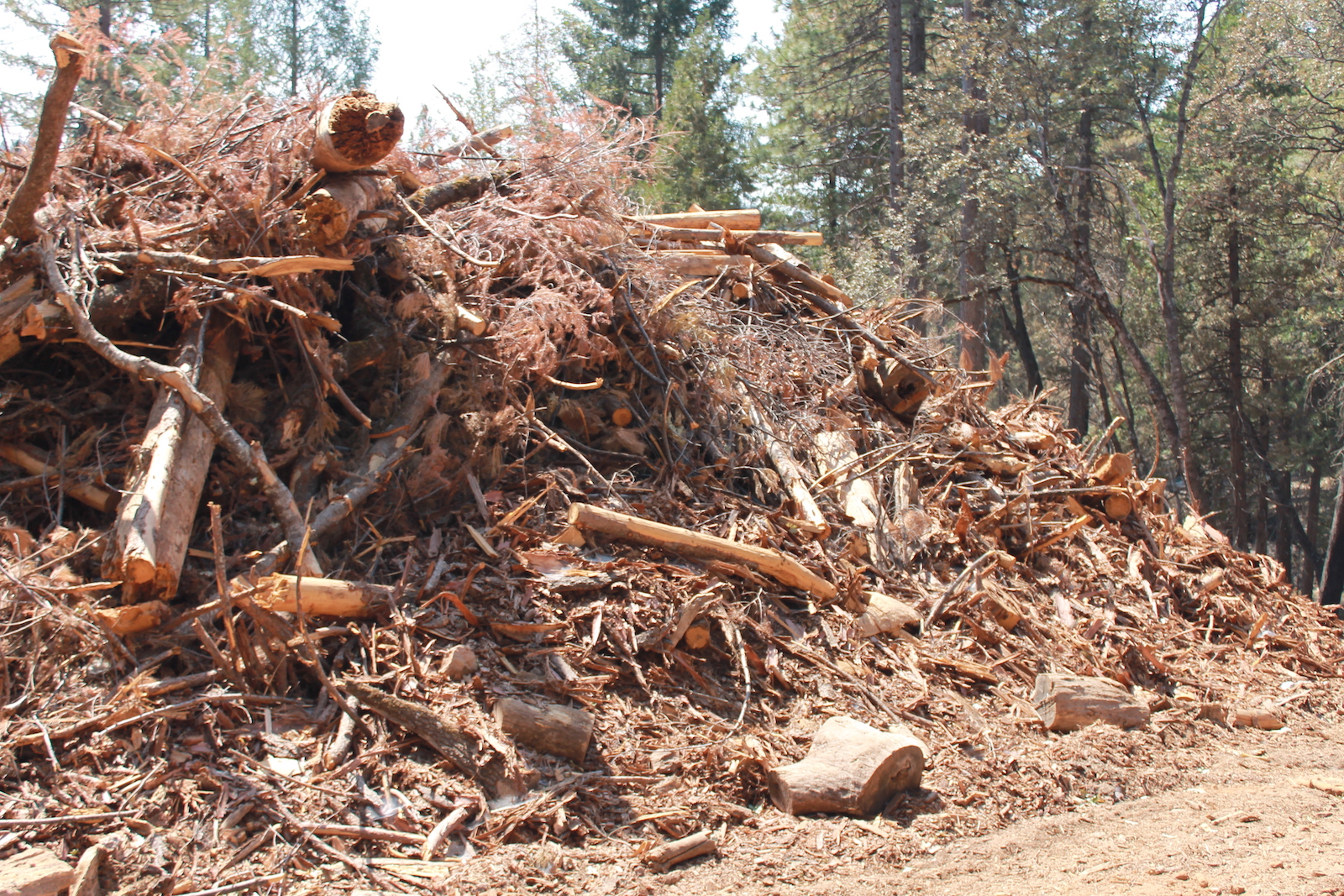 a really big pile of brown, dead twigs and branches