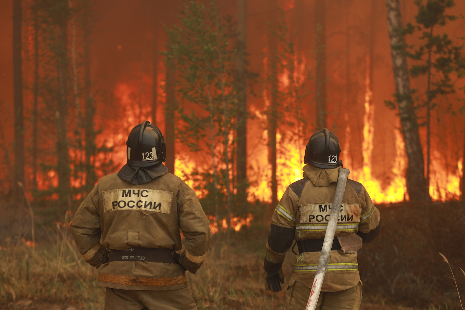 firefighters watch trees go up in flames