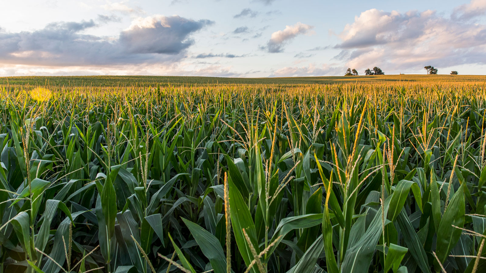 A corn field