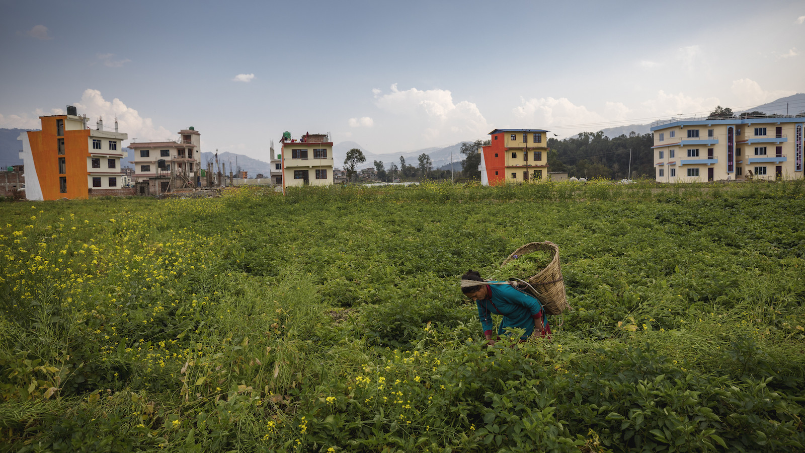 A woman harvests in Nepal.