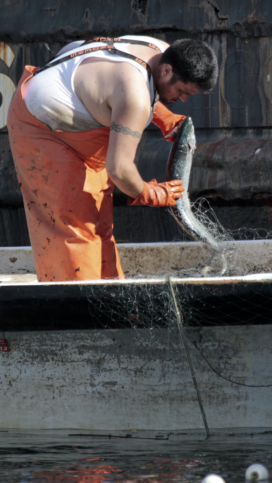 A Native fisher pulls a salmon out of the Duwamish River.