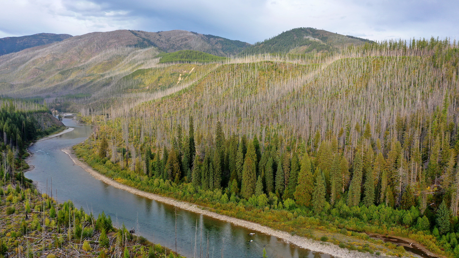 A forest in Montana