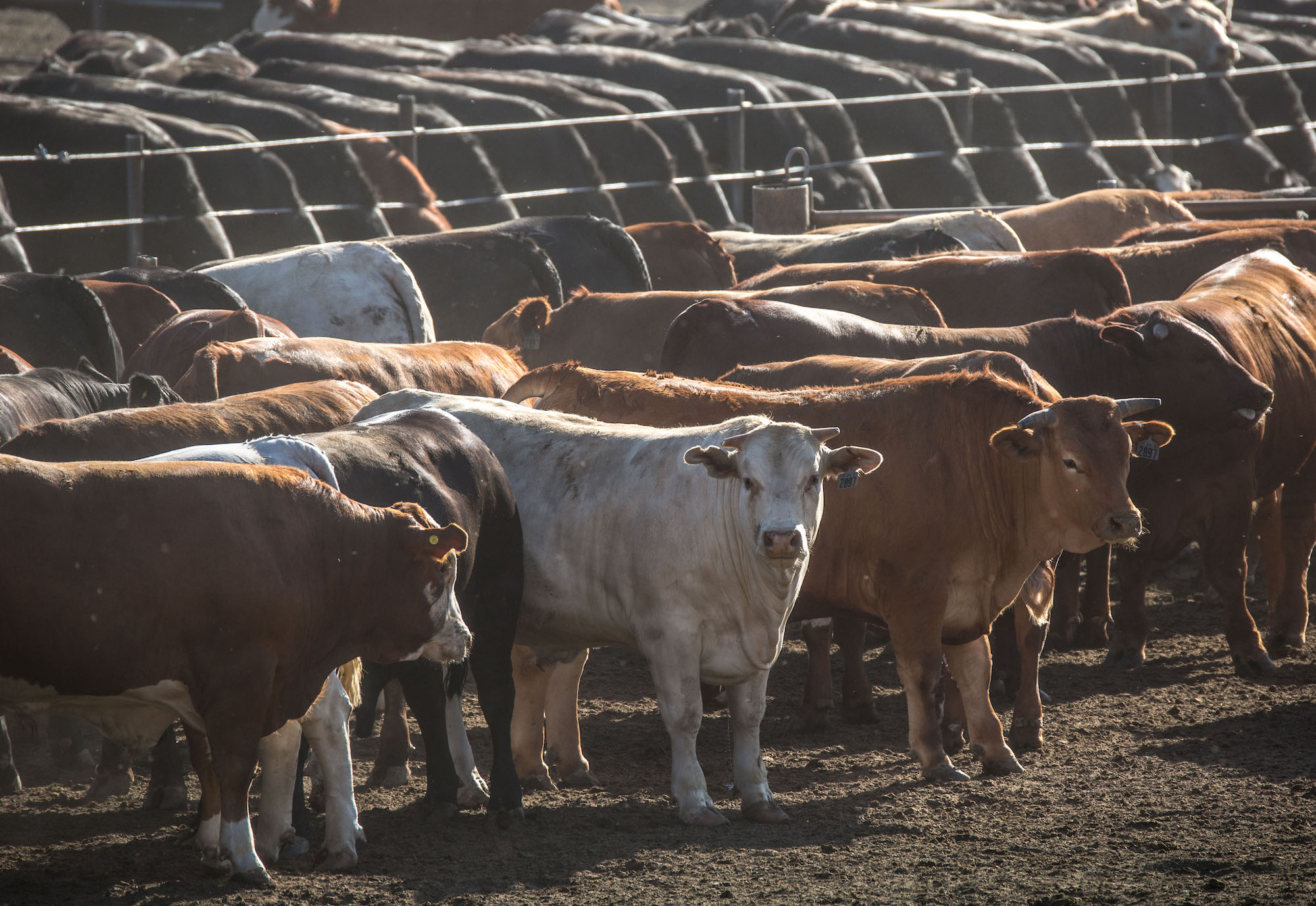 Thousands of brown and white cows stand close to each other under the sun.