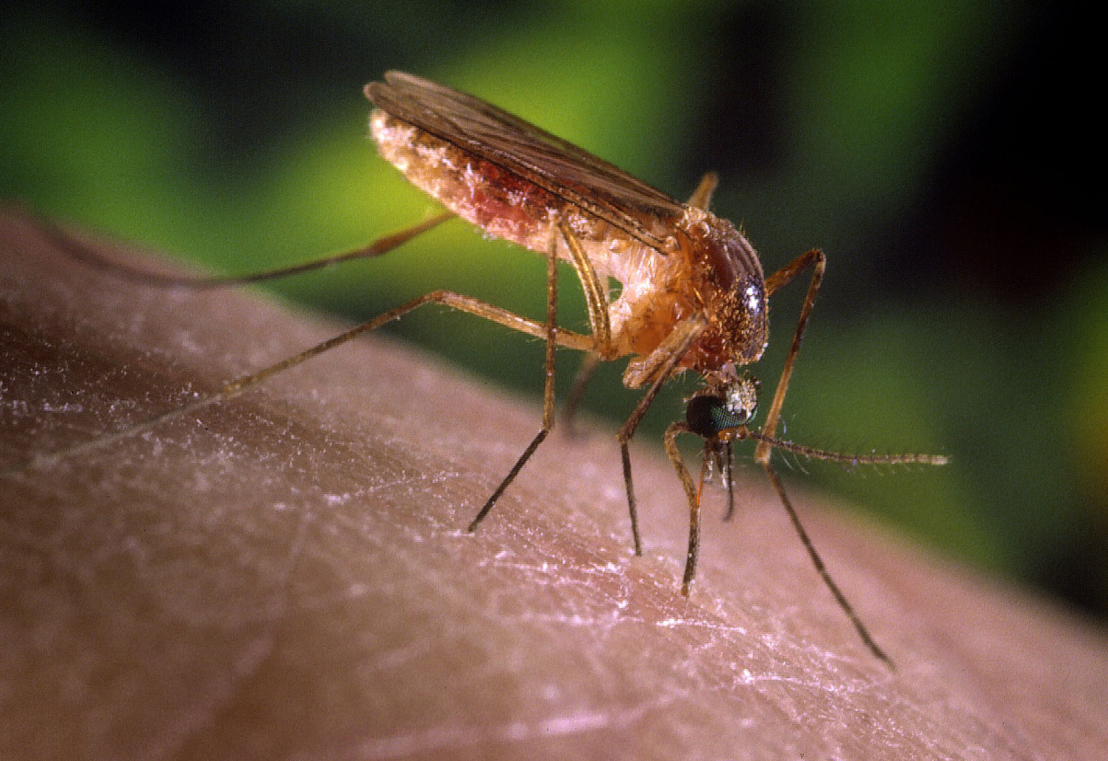 Close up of a mosquito on a human finger