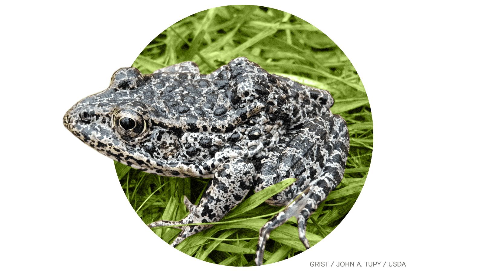 The Dusky Gopher Frog