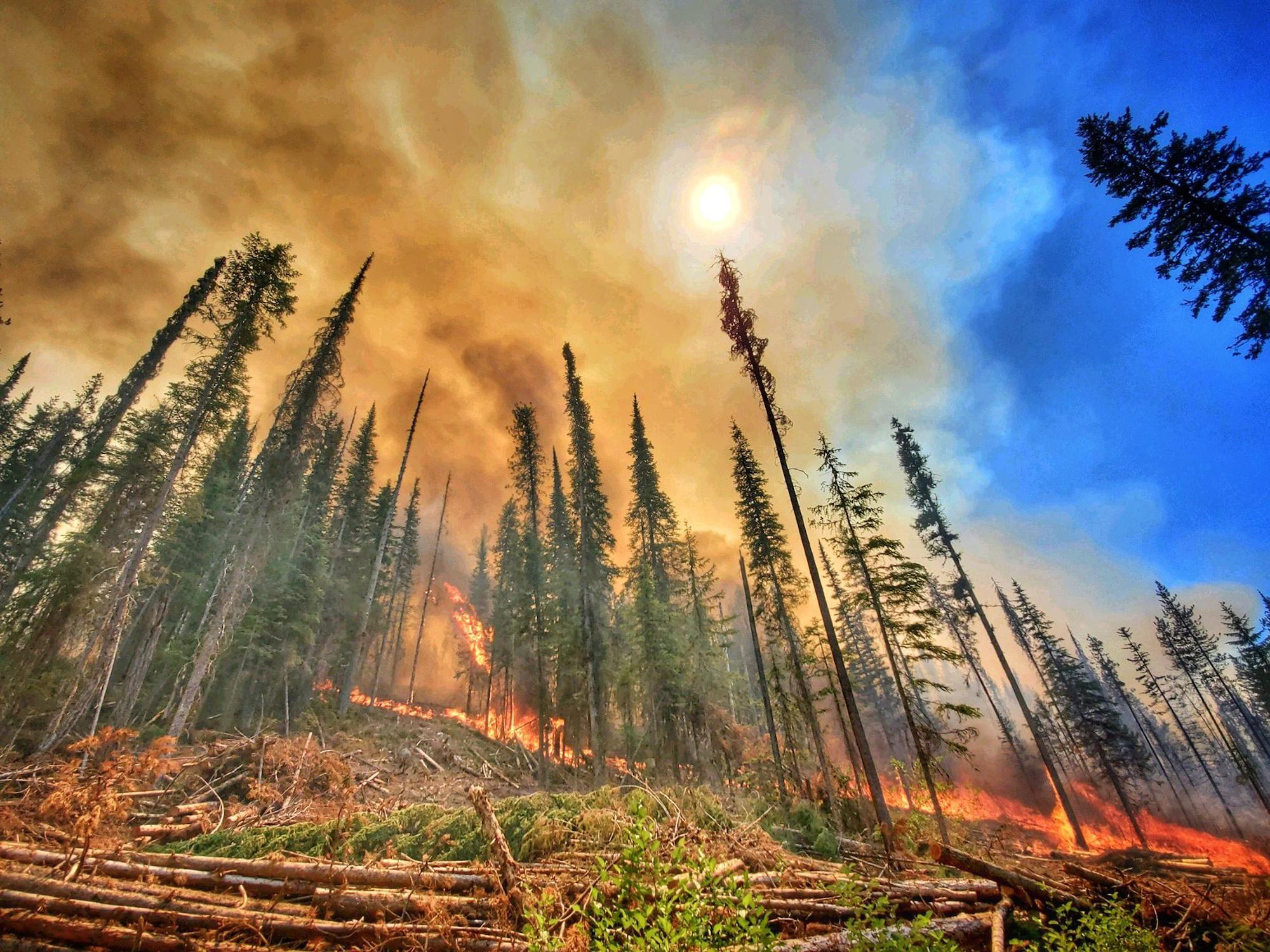 The sun shines through smoke plumes as fire consumes a forest.