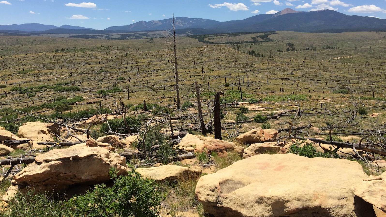 Burned stems are all that remain of a forest.