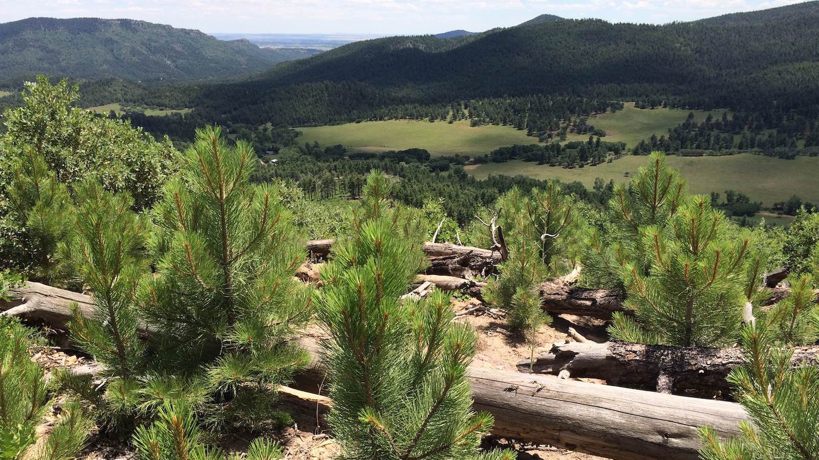 Green, knee-high ponderosa pine seedlings spreading across a burn scar.