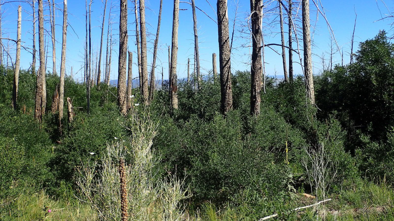 Burnt snags stand upright amid chest-high brush.