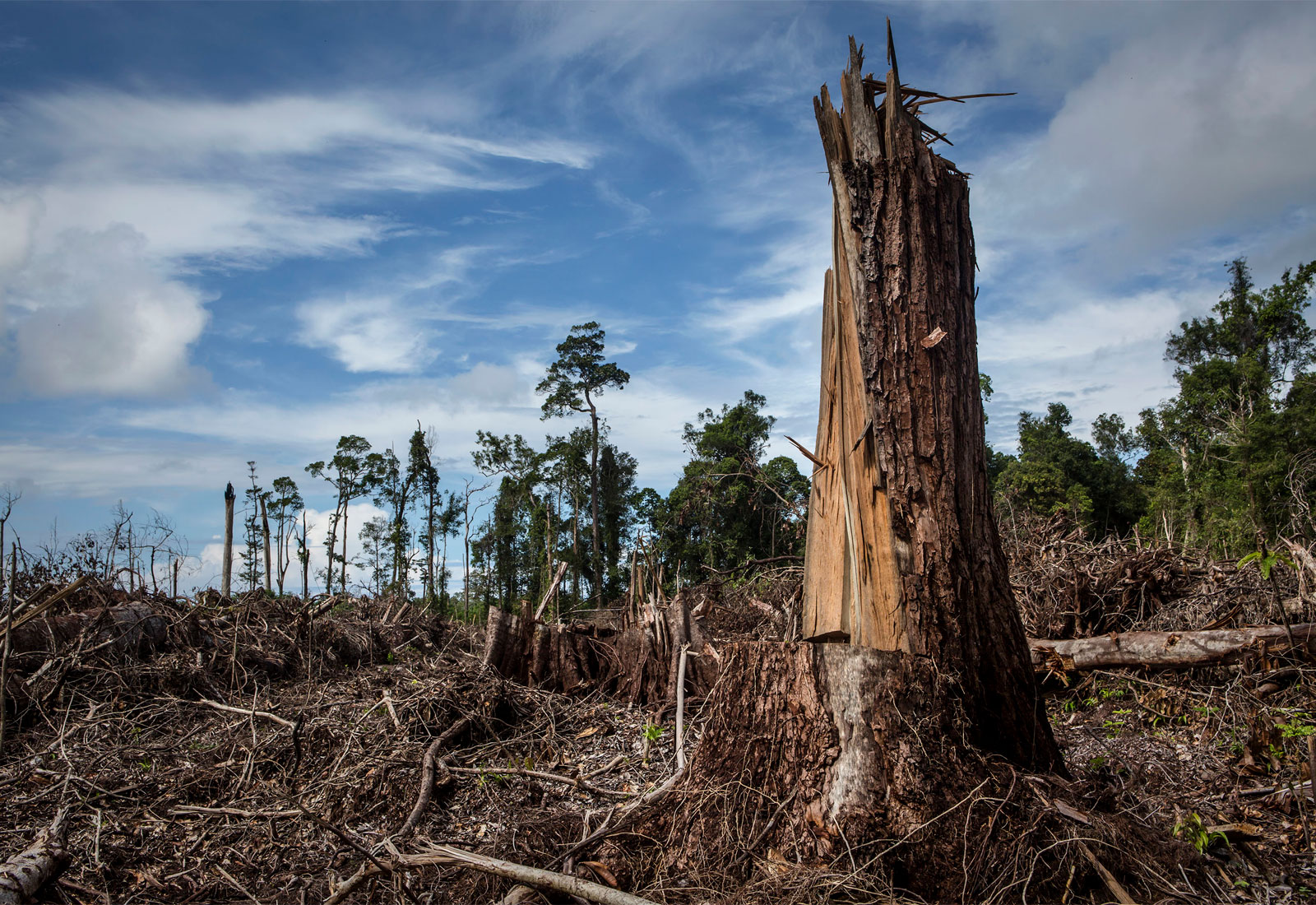 A view of recently cleared land for palm oil plantations