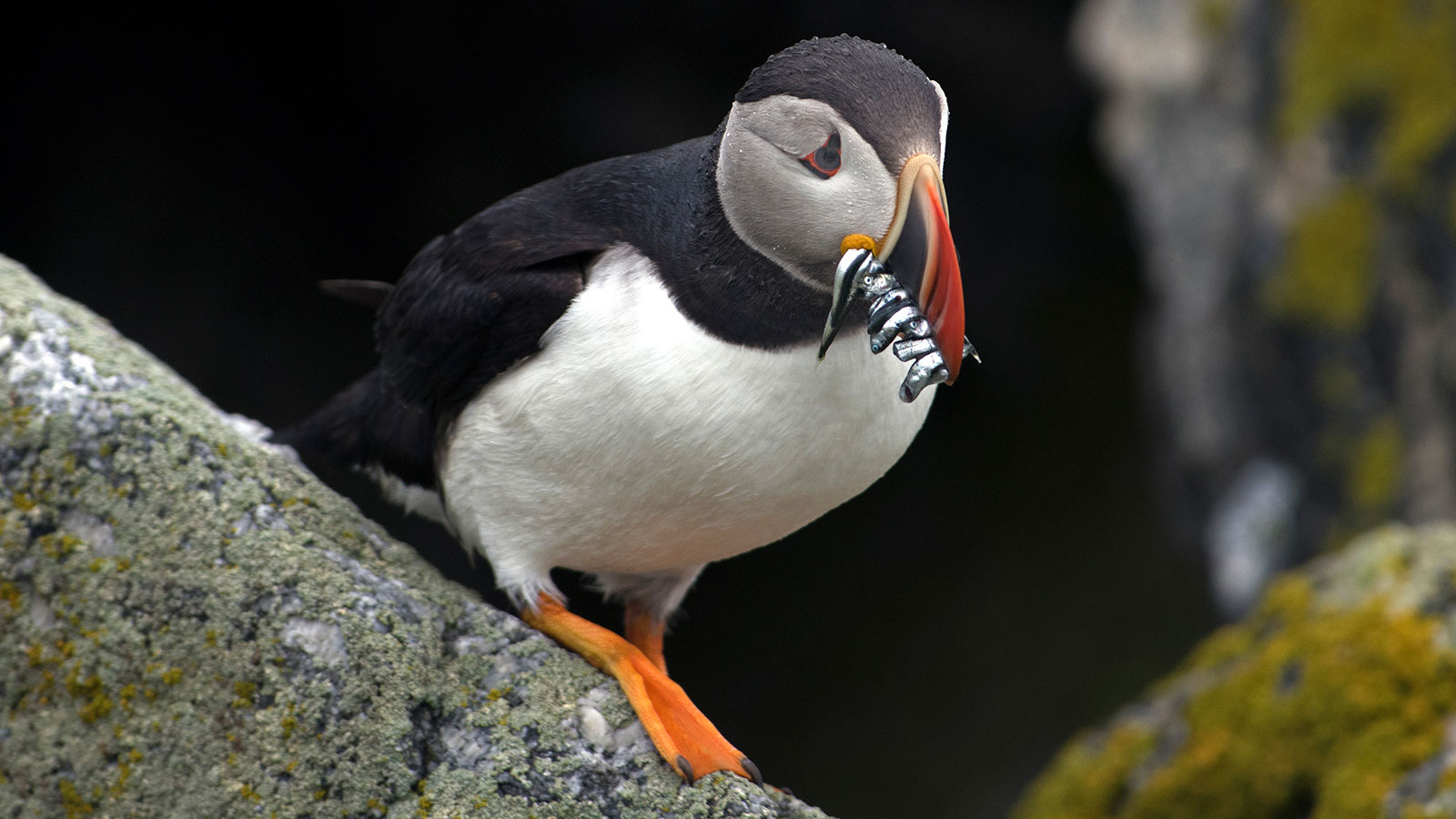 Puffin with fish in its beak