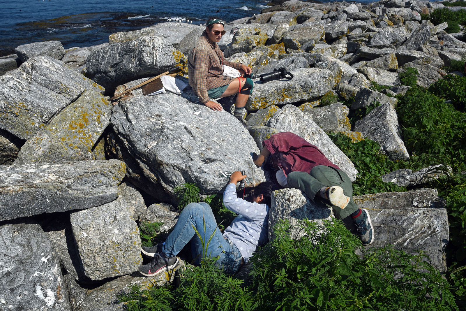 Three puffin researchers looking in puffin burrows