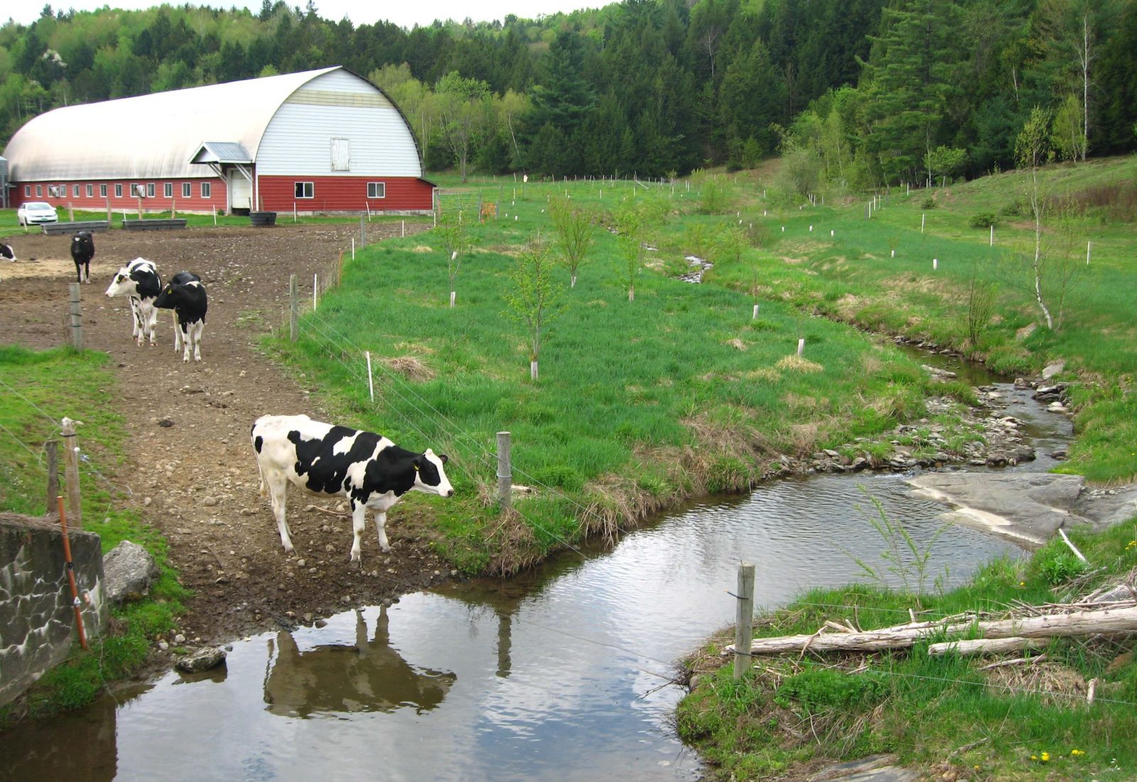 Black-and-white cows stand on a dirt path, which leads to a stream of water. A red barn sits in the background.