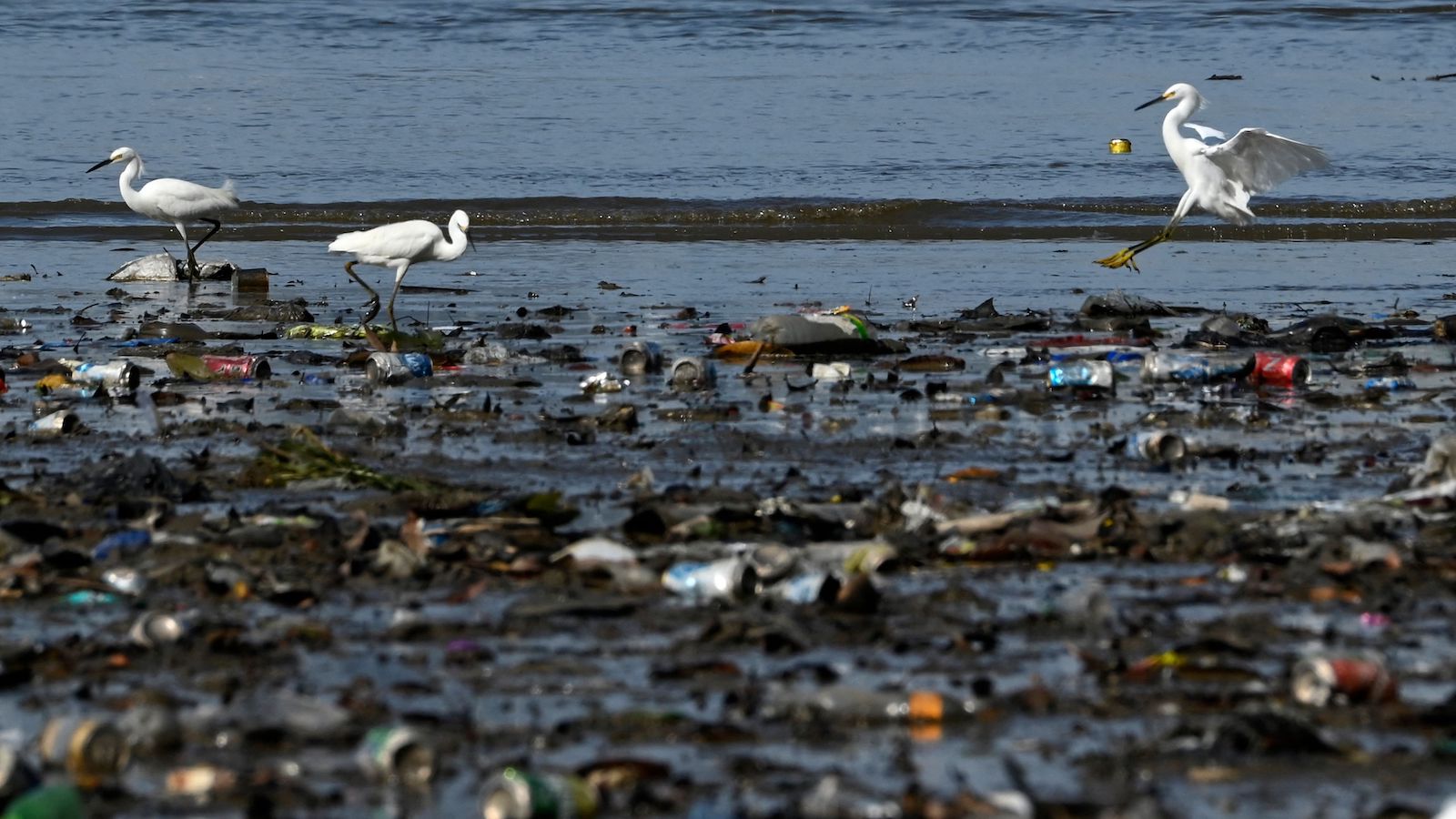 Herons and plastic