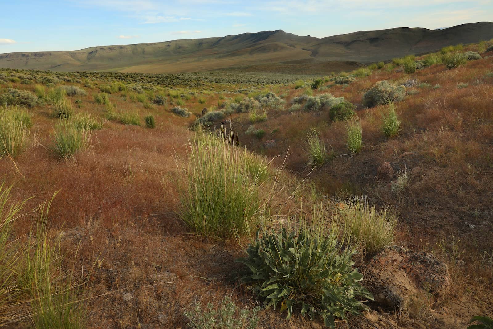 Green and brown grasses cover a hilly landscape, with mountains in the background