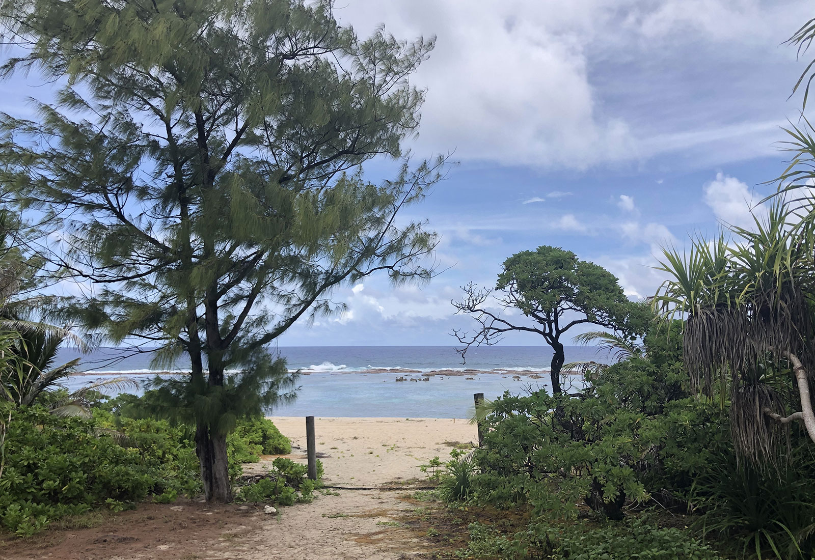 view of a beach and ocean with conifer and palm trees in foreground