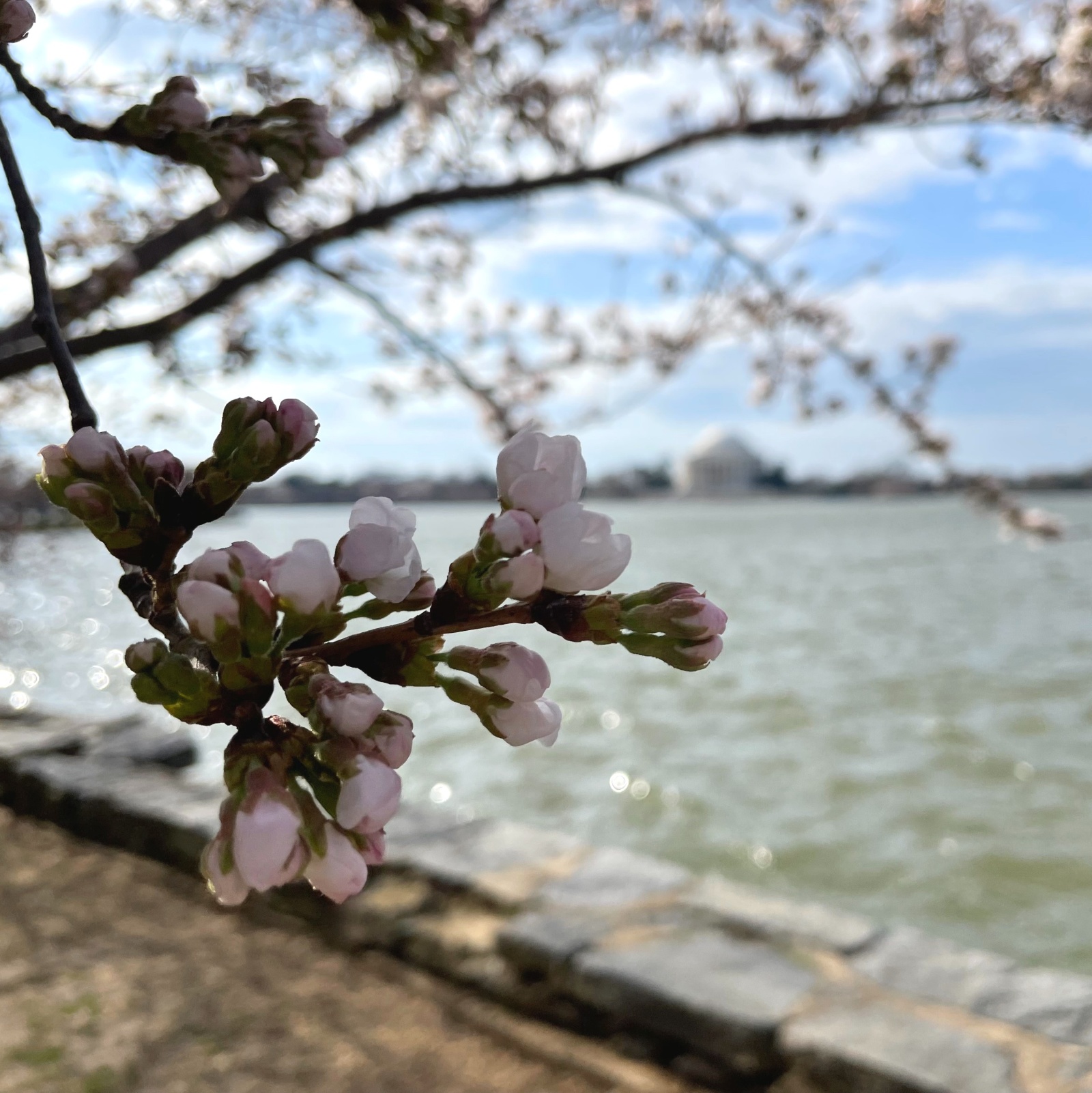 A close-up of cherry trees buds shows white petals are starting to unfold.