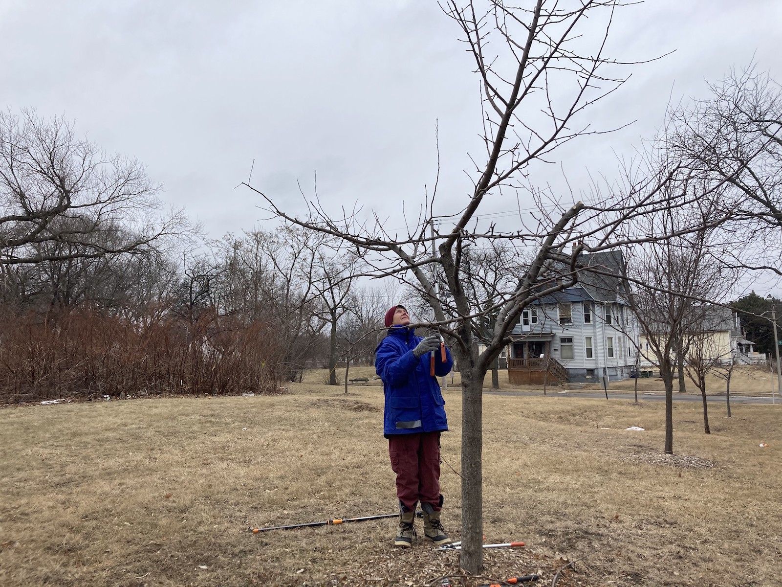 a woman in a red beanie and heavy jacket holds up a pair of large shears to cut a bare tree branch