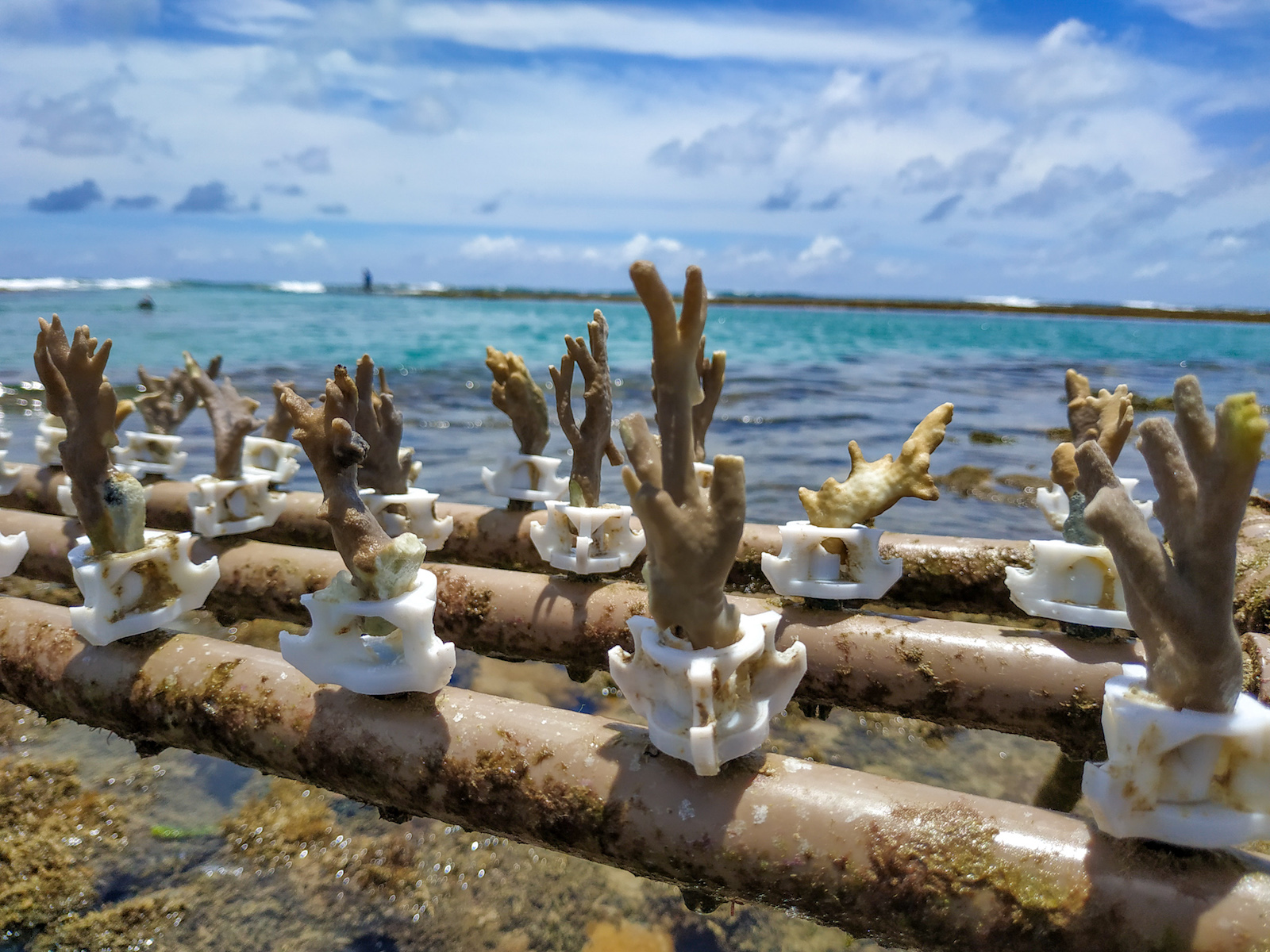 long pipes with small white structures attached to coral nubs