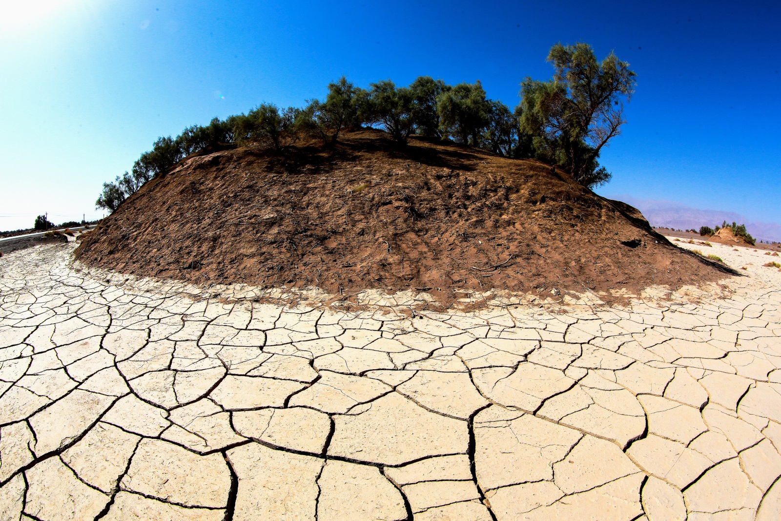 A mound of earth with some trees on top rises from a parched desert landscape.