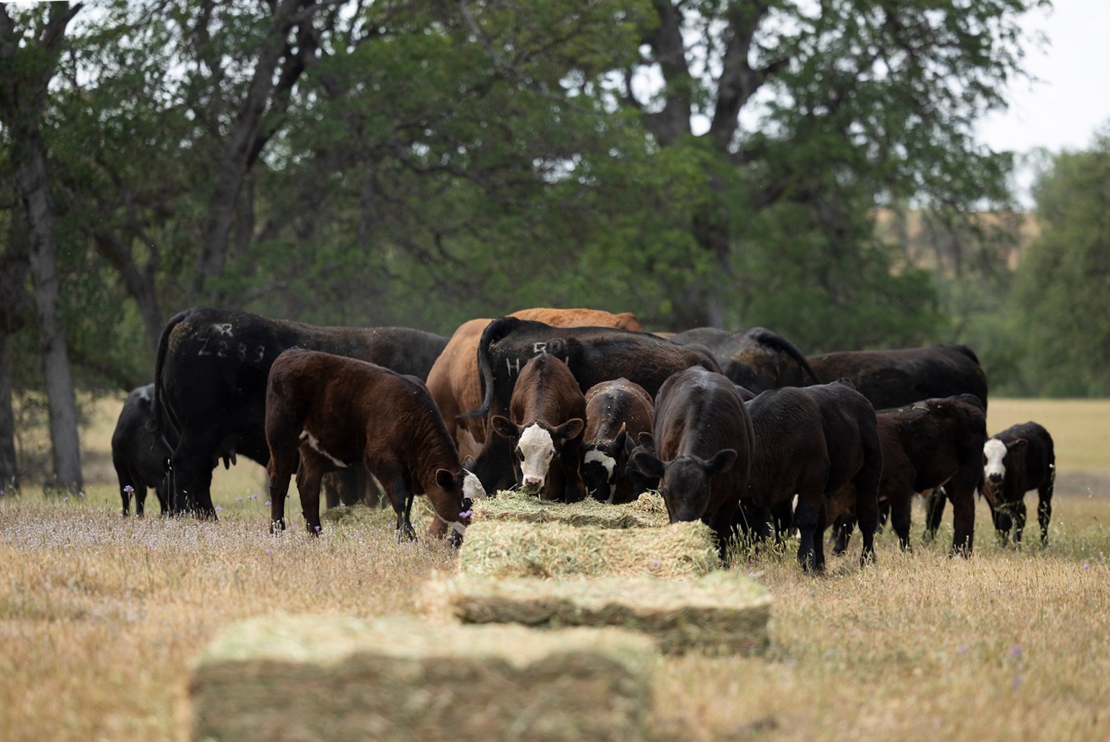 Cattle feed on hay in Tehama County.