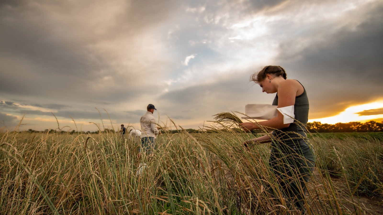 Kernza is the first grain the Land Institute has sold commercially, but more could soon be on the way. The organization is trying to perennialize over a half-dozen common crops like rice and sorghum in an effort to make perennial foods that can be grown in a wide variety of climates.