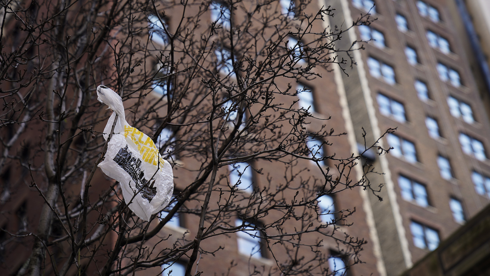 A plastic bag in a tree, with red building in background