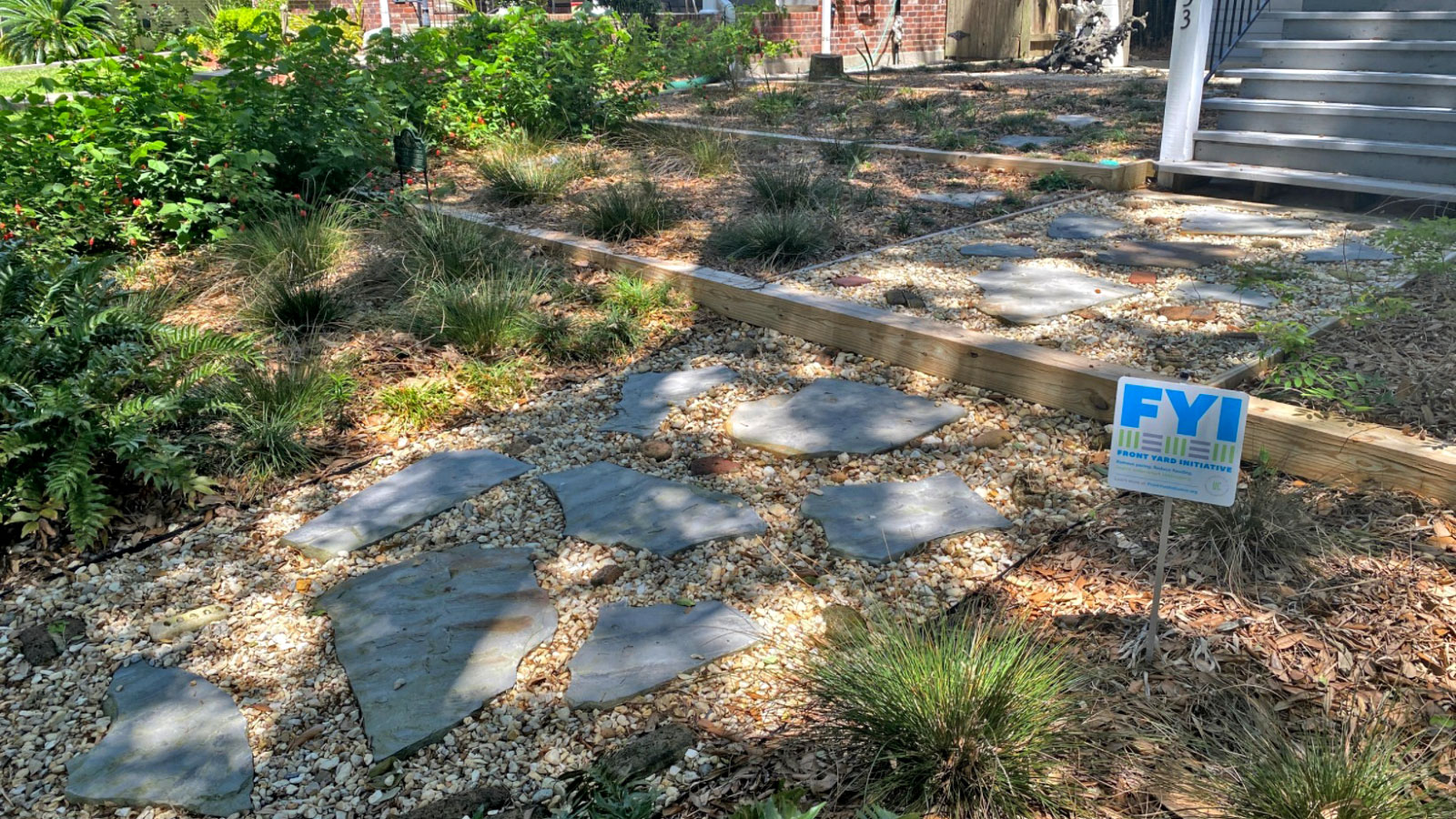 A rain garden of ferns and grasses in a front yard, in dappled sunlight