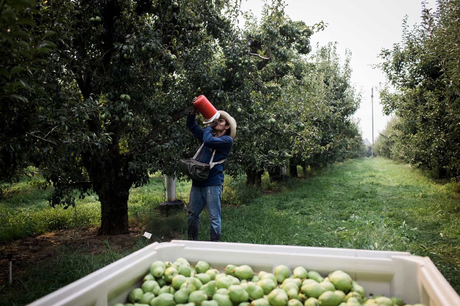 A man in a hat drinks water while picking pears