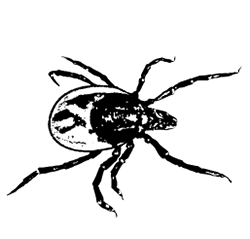 Powassan virus