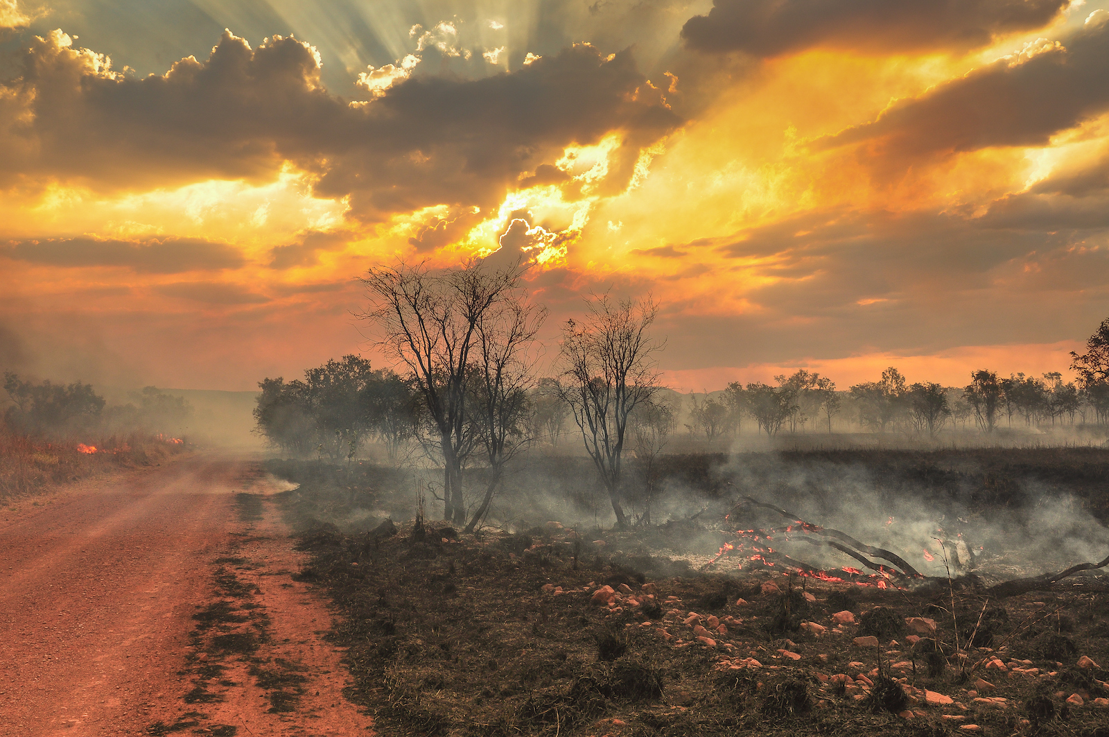 burning and smoky ground next to dirt road and dead trees