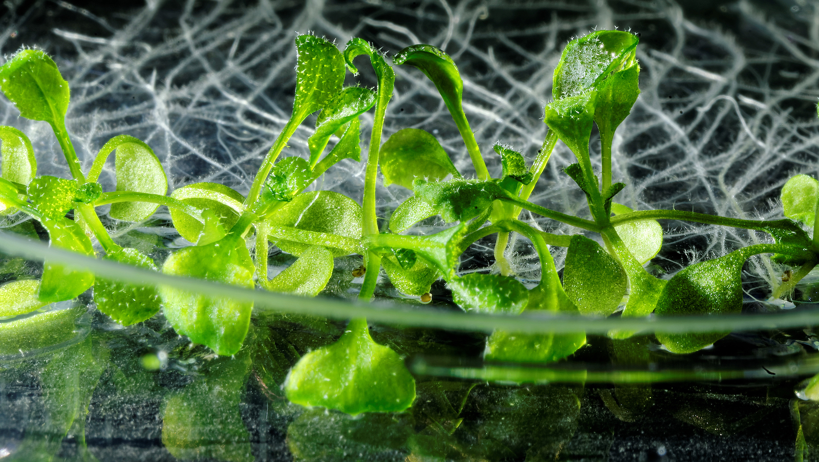 Thale cress (Arabidopsis thaliana) plants growing on a Petri dish.