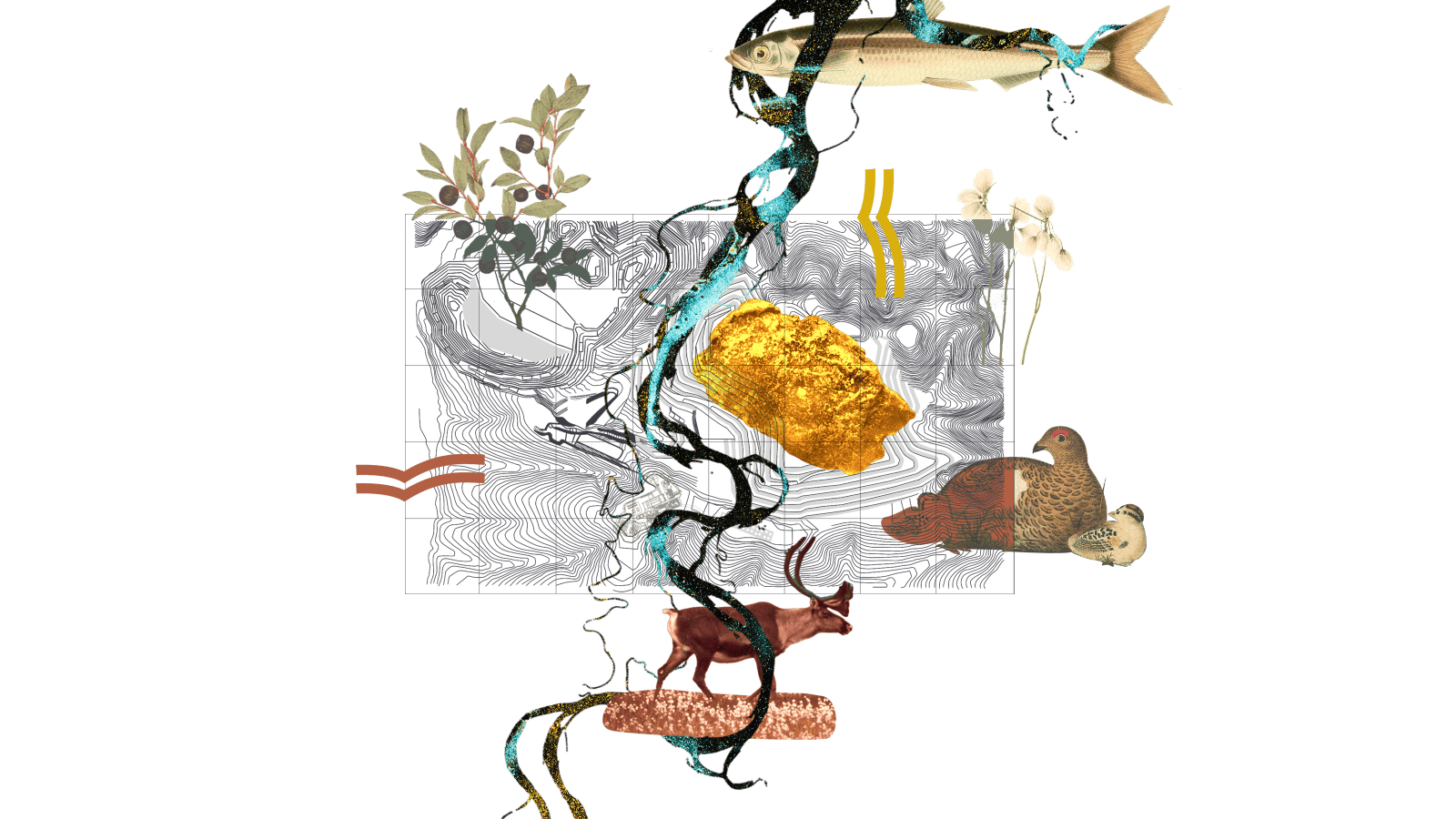 Collage: a topographic map of a mine with a blueberry bush sprig, a rainbow smelt, a ptarmigan and two chicks, and a caribou surrounding it, with a gold nugget in the middle of the map and a river running through the center