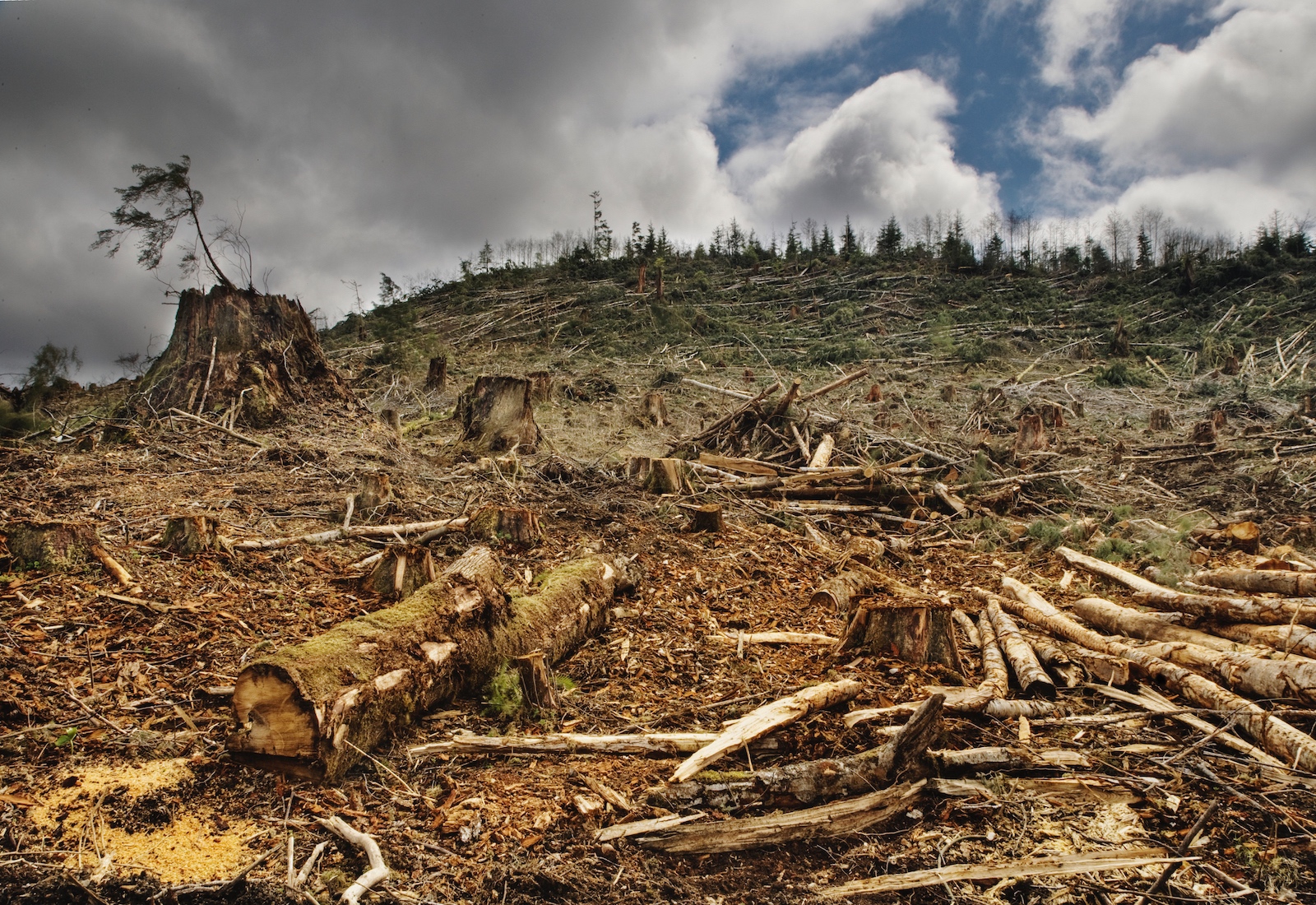 An expanse of deforested trees