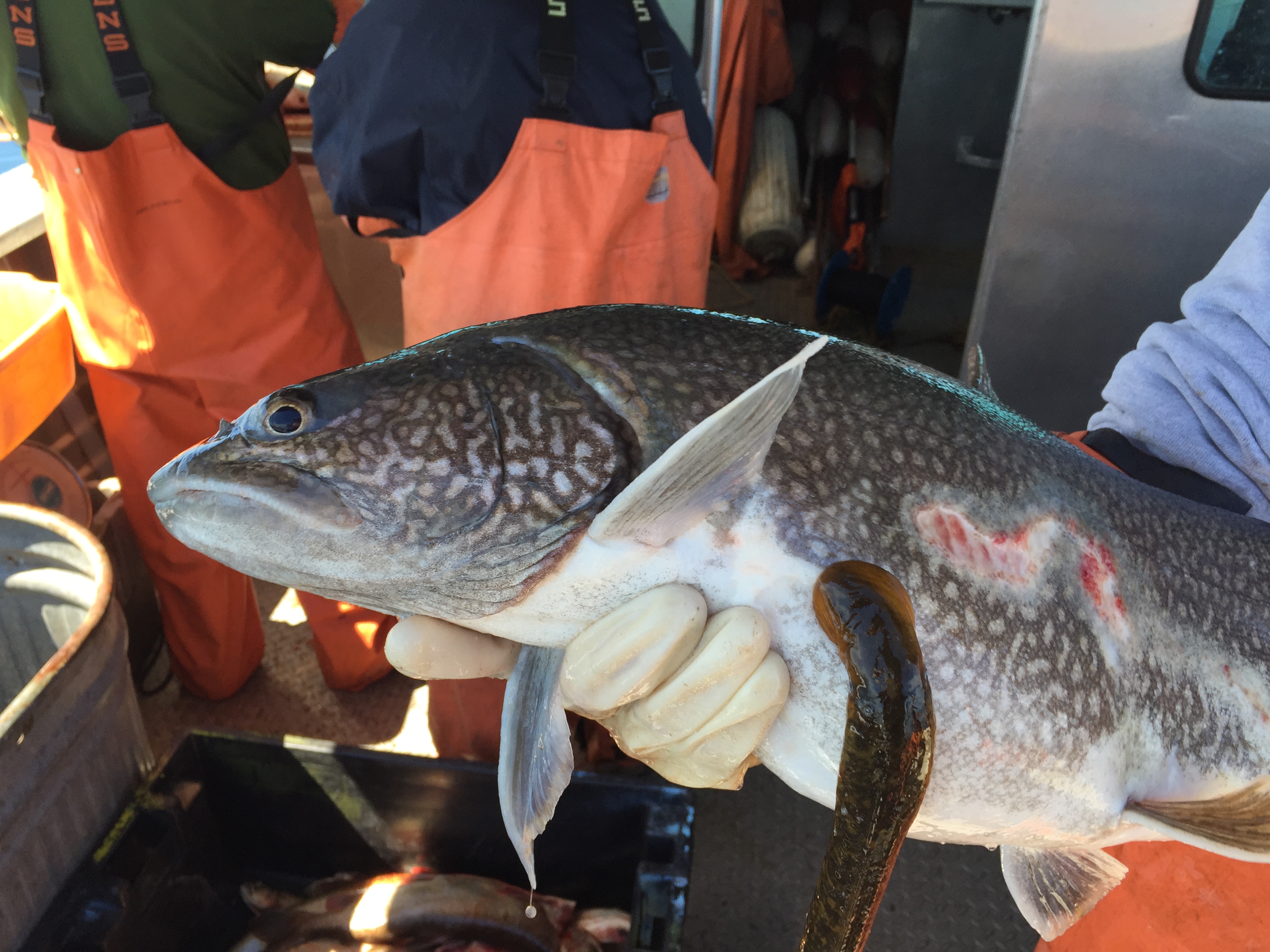 a gloved hand holds a speckled fish while people in orange overalls stand in the background