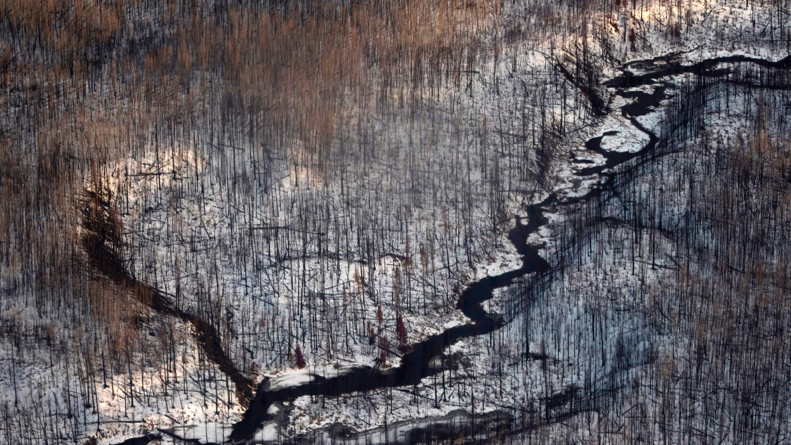 boreal forest in Canada