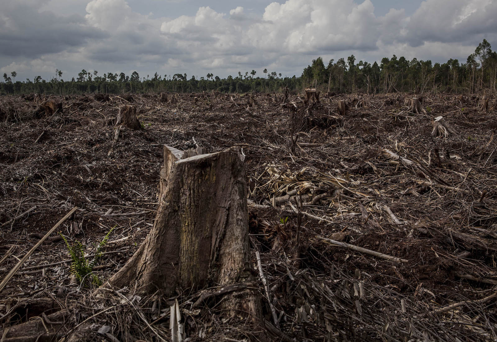 A stump with clearcut trees in the background