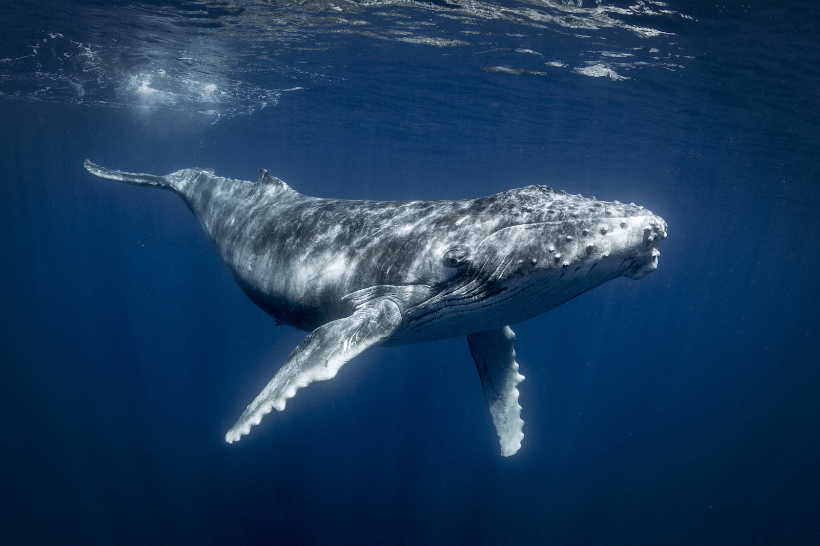 humpback whale underwater