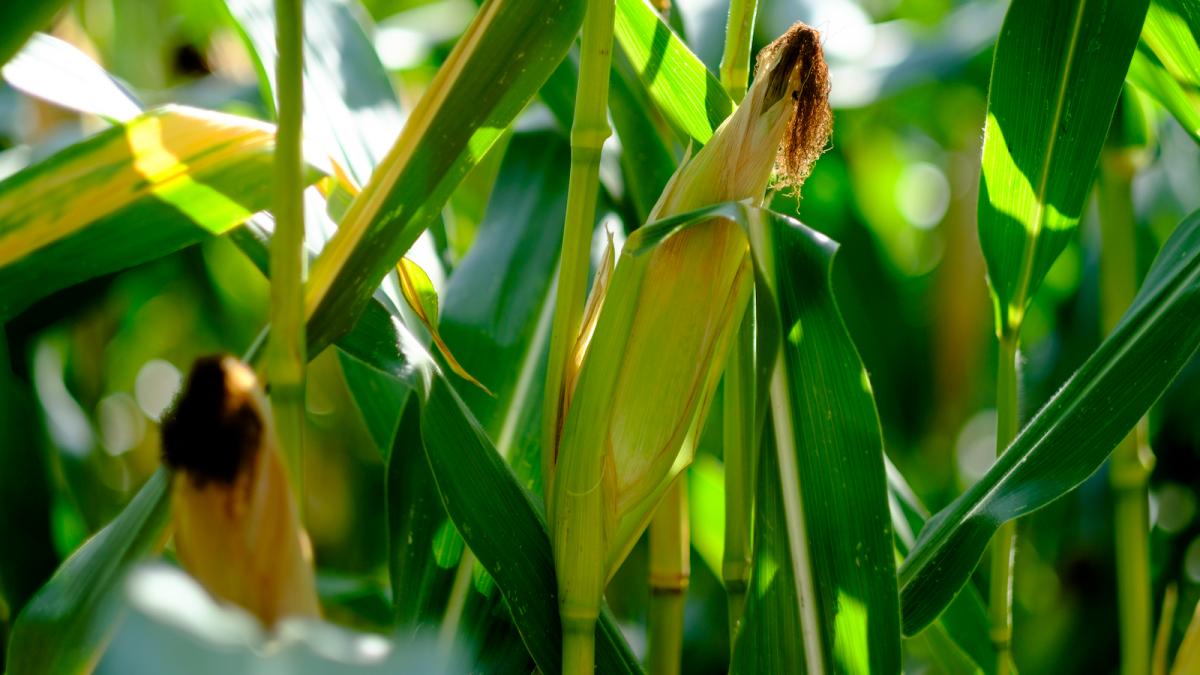 A corn field.