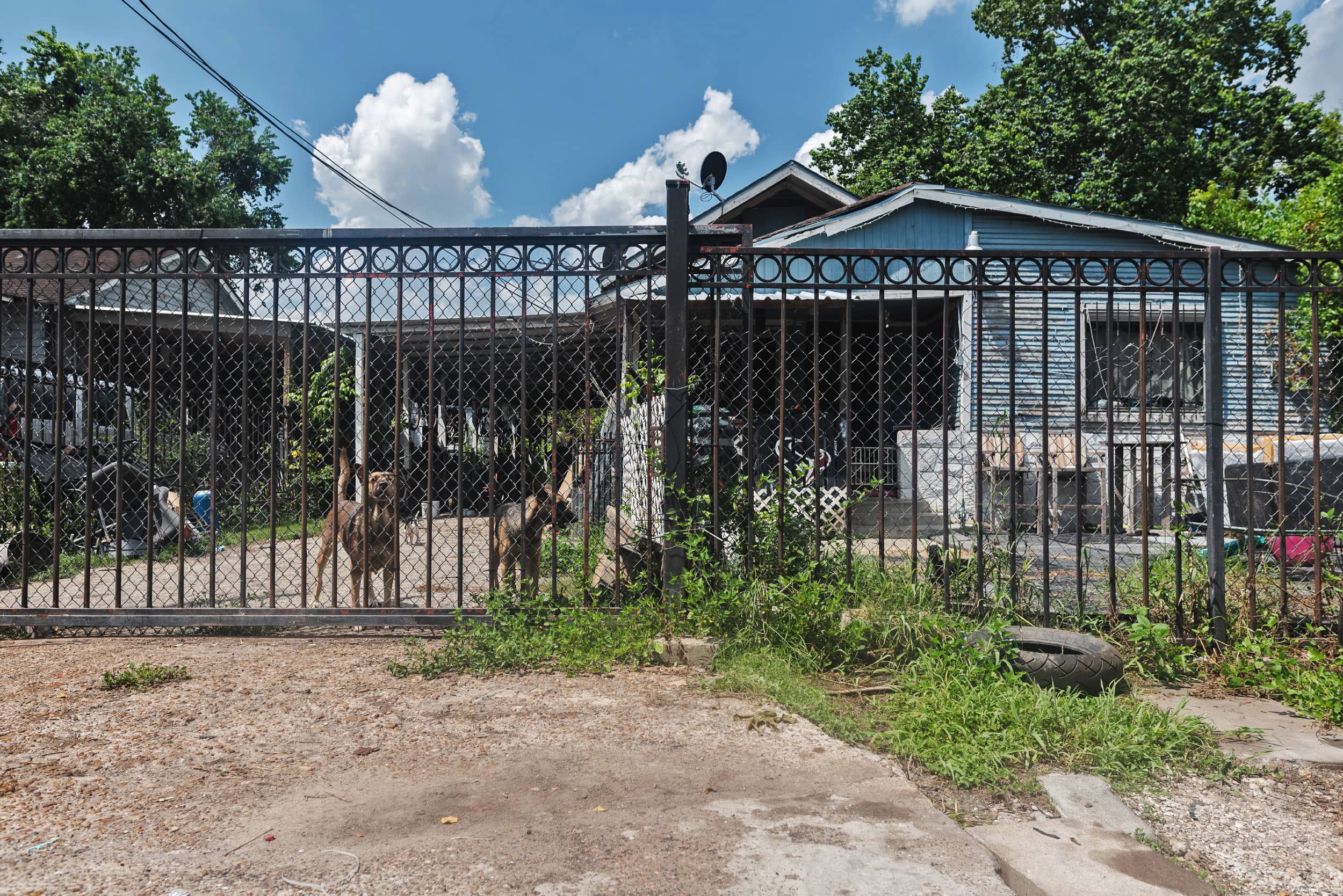 A blue house with iron gates and dogs in front. In the foreground, dirt and large patches of long grass