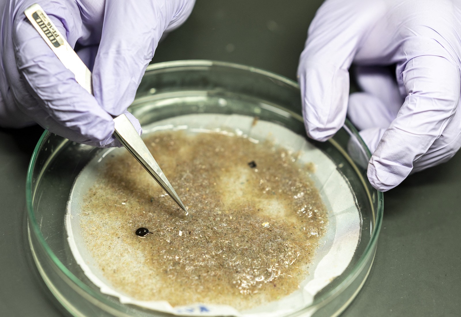 A researcher sifts through sediment with tweezers