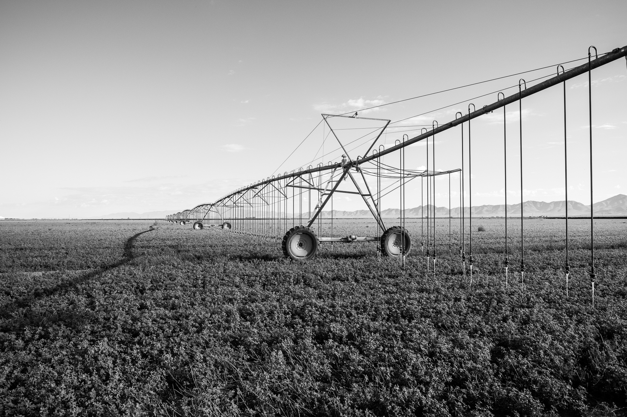 a tall pipe sprays water on a field of plants